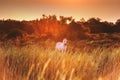 White horse in sunlight, wildlife, Camargue reserve, south France Royalty Free Stock Photo