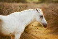 White horse in sunset Royalty Free Stock Photo