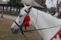 White horse at sunset-autumn outdoors scene-nature Horse countryside Friendship fun-white horse wearing red harness stay outside Royalty Free Stock Photo