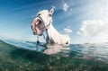 White Horse Swims In The Sea Royalty Free Stock Photo