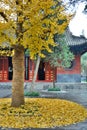 White Horse Temple. Luoyang, Henan. China Royalty Free Stock Photo