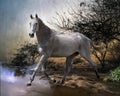 White horse Royalty Free Stock Photo