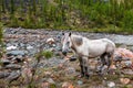 A white horse with tied legs stands near the stony bed of a mountain river. Royalty Free Stock Photo