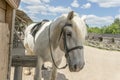 The white horse is tied to the stall. The white horse is tied to the stall