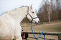 White horse before the training