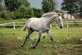 White horse trotting free at flower field Royalty Free Stock Photo