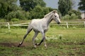 White horse trotting free at flower field Royalty Free Stock Photo