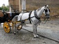 White horse urinating Royalty Free Stock Photo