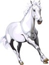 White horse Royalty Free Stock Photo