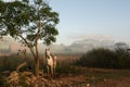 White horse in the Vinales Valley at sunrise and background Mogotes