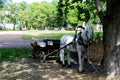 A white horse with wagon tied to a tree. Historic vehicle, transport for the poor