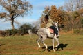 A white horse waiting in a mountainous landscape. Royalty Free Stock Photo