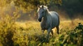 A white horse walking through a field of tall grass, AI Royalty Free Stock Photo