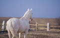 White horse walking in the paddock Royalty Free Stock Photo