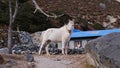 White horse walking through the small village Thame, Nepal in the Himalayas with Buddhist prayer flags, stone walls and a house.