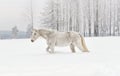 White horse walking on snow field, side view, blurred trees in background Royalty Free Stock Photo