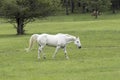 White horse walks in green pasture Royalty Free Stock Photo