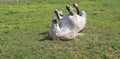 White horse Wallowing in grass Royalty Free Stock Photo