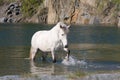 White horse in water Royalty Free Stock Photo