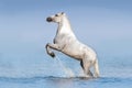 White horse in water Royalty Free Stock Photo