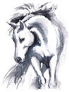 White Horse Watercolor Animal Illustration Hand Painted Royalty Free Stock Photo