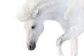 White horse on white Royalty Free Stock Photo