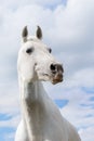 White horse on white clouded summer blue sky with funny interrogative expression.