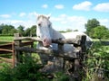 A white horse