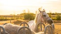 White horse with white mane portrait.Horse portrait in the sun at sunset.Farm animals.White horse in paddock at sunset Royalty Free Stock Photo