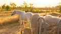 White horse with white mane portrait.White horse in paddock at sunset.horse walks in a street paddock.Breeding and Royalty Free Stock Photo