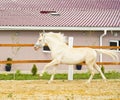 White horse with a white mane run in the paddock Royalty Free Stock Photo