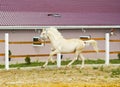 White horse with a white mane runs in the paddock Royalty Free Stock Photo