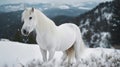 white horse in winter on a snow covered forested mountain