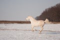 White horse at winter Royalty Free Stock Photo