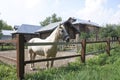 White horse at the wooden fence of a stud farm. Sunny summer view. Royalty Free Stock Photo