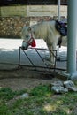 White horse at "Sub Arini" Park in Sibiu Royalty Free Stock Photo