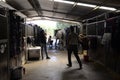 Stable Workers Interior, White Horse with Young Jockey and Keepers, Sports