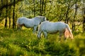 White horses