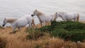White Horses on Anglesey, Wales