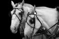 White Horses (B&W image) Royalty Free Stock Photo