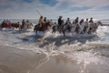 White horses on the beach during the Festival d`Abrivados