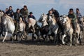 White horses on the beach during the Festival d`Abrivados