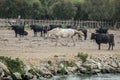 White horses and bullfighting black bulls. Camargue Park on delta Rhone River Royalty Free Stock Photo