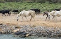 White horses and bullfighting black bulls. Camargue Park on delta Rhone River Royalty Free Stock Photo