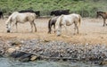 White horses and bullfighting black bulls. Camargue Park on delta Rhone River Royalty Free Stock Photo