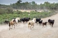 White horses and bullfighting black bulls runs. Camargue Park on delta Rhone River Royalty Free Stock Photo