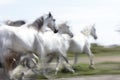 White horses of Camargue Royalty Free Stock Photo