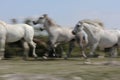 White horses of Camargue Royalty Free Stock Photo
