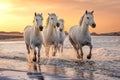 White horses in Camargue, France