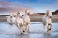 White horses in Camargue, France Royalty Free Stock Photo